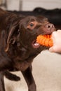 chocolate brown labrador dog playing tug of war with human with orange dog toy Royalty Free Stock Photo