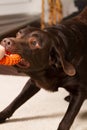chocolate brown labrador dog playing tug of war with human with orange dog toy Royalty Free Stock Photo