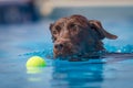 Chocolate brown labrador dog swimming towards a ball through clear blue water Royalty Free Stock Photo