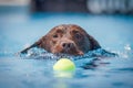 Chocolate brown Labrador dog swims through clear blue water towards a ball in the water. Royalty Free Stock Photo