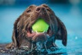 Chocolate brown Labrador dog swims through clear blue water with yellow ball Royalty Free Stock Photo