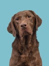 Chocolate brown labrador retriever portrait on a blue background Royalty Free Stock Photo