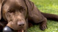 Chocolate Brown Labrador with toy