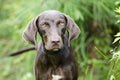 Chocolate Brown Weimaraner Pointer mixed breed dog