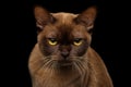 Chocolate Burmese Cat on isolated black background Royalty Free Stock Photo