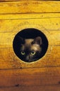 Chocolate Burmese Domestic Cat, Adult hidding in its Basket