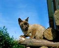 CHOCOLATE BURMESE DOMESTIC CAT, ADULT STANDING ON PILE OF LOGS