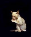 Chocolate Burmese Domestic Cat, Kitten licking its Paw