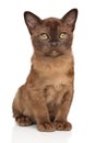 Chocolate Burmese kitten on white