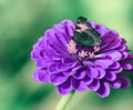 Chocolate butterfly on garden flower Violet Zinnia Royalty Free Stock Photo