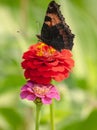 Chocolate butterfly on garden red flowers Zinnia Royalty Free Stock Photo