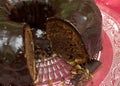 Chocolate cake `Kuglof` with melted chocolate Royalty Free Stock Photo