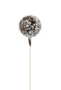 Chocolate cake pop with coconut chips Royalty Free Stock Photo