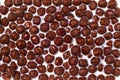 Chocolate cereals with fresh milk Royalty Free Stock Photo