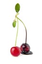 Chocolate cherry Royalty Free Stock Photo