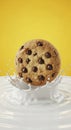 Chocolate Chip Cookie on White Dish Royalty Free Stock Photo