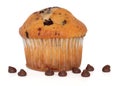 Chocolate Chip Muffin Royalty Free Stock Photo