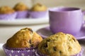 Chocolate Chip Muffins Royalty Free Stock Photo