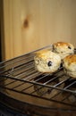 Chocolate chip scones on the cooling rack on a wooden background Royalty Free Stock Photo