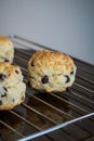 Chocolate chip scones on the cooling rack on a wooden background Royalty Free Stock Photo