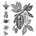 Chocolate Cocoa beans vector illustration. Engraved style illustration. Sketched hand drawn cacao beans, tree, leafs and