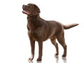 Chocolate color dog Labrador Retriever stand isolated on white background. Front view Royalty Free Stock Photo