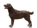 Chocolate color dog Labrador Retriever stand isolated on white background. Side view Royalty Free Stock Photo