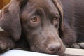 Chocolate color Labrador Retriever. Labrador profile. Adorable animal.