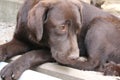 Chocolate color Labrador Retriever. Labrador puppy profile. Adorable animal.