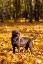 A chocolate-colored labrador dog stands in golden foliage in the forest in autumn on a sunny day, walking with a human friend Royalty Free Stock Photo