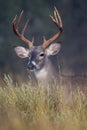 Chocolate colored rack on whitetail buck Royalty Free Stock Photo