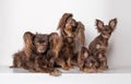 Chocolate colored thoroughbred Russian toy terrier. Group of animals, dogs, family of grandmother, grandfather, mom and puppy. Royalty Free Stock Photo