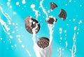 chocolate cookies in milk splash drops isolated over blue background. levitation trend photo Royalty Free Stock Photo