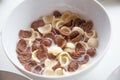 Chocolate cornflakes with milk Royalty Free Stock Photo