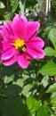 Chocolate Cosmos flower - Cosmos atrosanguineus