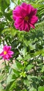 Chocolate Cosmos flower - Cosmos atrosanguineus