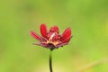 Chocolate Cosmos flower