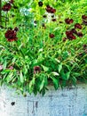 Chocolate Cosmos flowers in sunlight