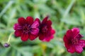 Chocolate cosmos plant