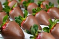 Chocolate Covered Strawberries in Rows Royalty Free Stock Photo