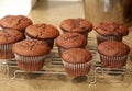 Chocolate cupcakes on cooling rack