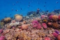 Chocolate dip chromis fish - Chromis Dimidiata, damselfish