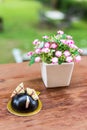 Chocolate dome cake