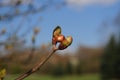 Chocolate Easter Egg Between Two Apple Tree Buds In The Aboretum Park In Schwalbach Am Taunus Hesse Germany On A Beautiful Spring Royalty Free Stock Photo