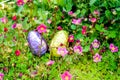 easter chocolate eggs hidden in the garden Royalty Free Stock Photo