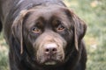 Chocolate Female Labrador Retriever Headshot