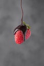 Chocolate flows on fresh juicy strawberries on a dark blurry background. The concept of levitating food