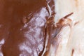 Chocolate hazelnuts cream on the bread, closeup macro image Royalty Free Stock Photo