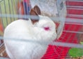 Chocolate Himalayan Colored Netherland Dwarf Bunny