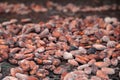 Chocolate industry cocoa beans Royalty Free Stock Photo
